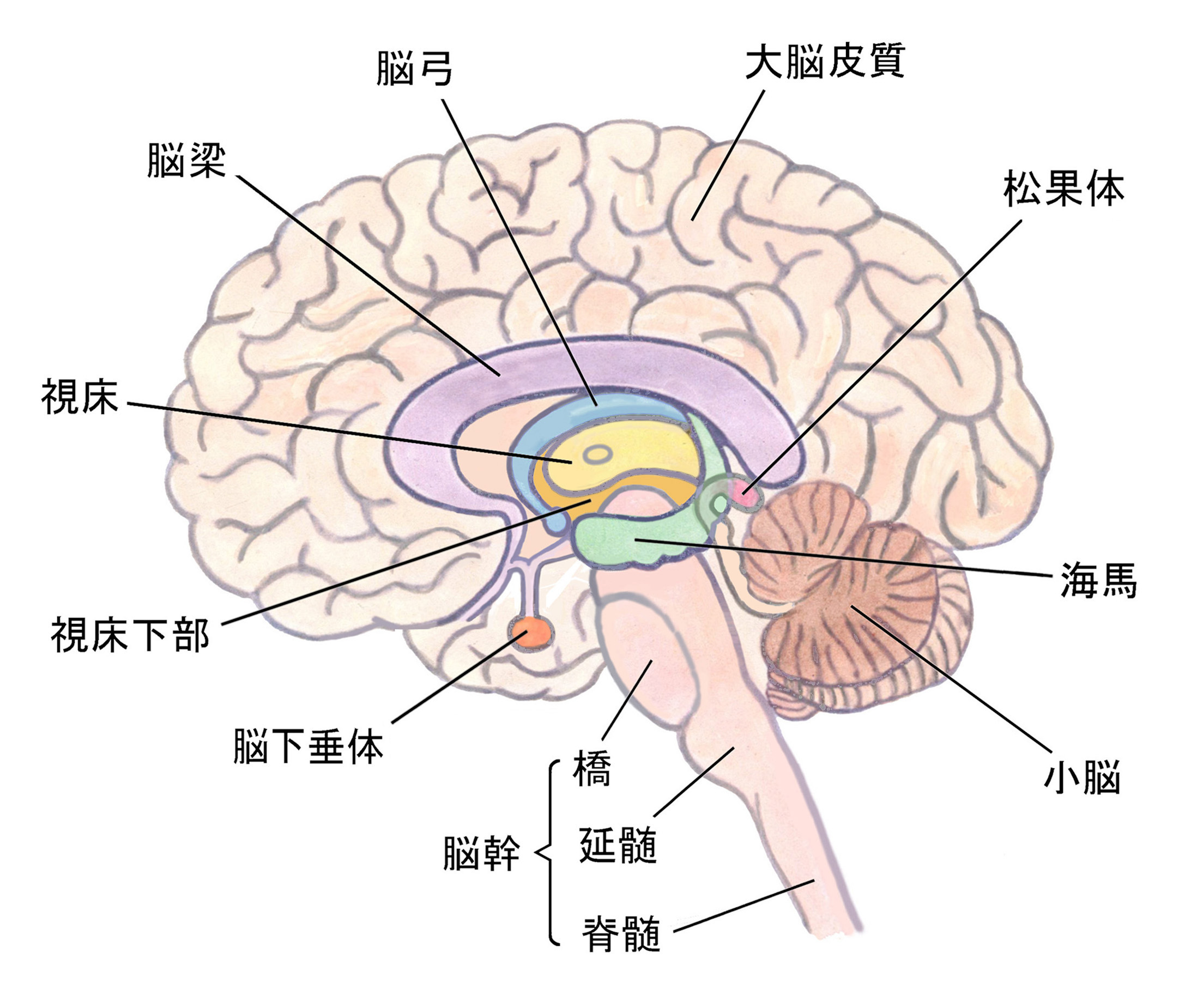 記憶に影響する脳の部位：海馬